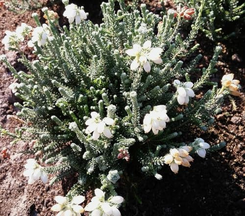 3 Stück Erica tetralix alba Heidekraut Glockenheide immergrün und winterhart