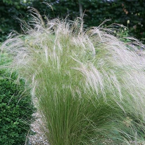 6 x Stipa tenuissima 'Pony Tails' - Federgras - Ziergras für sonnige Standorte