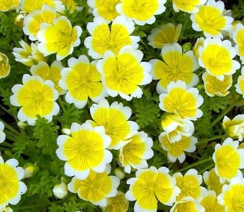 Poached Egg Plant - 460 Seeds + Plant tag + Freebie - Limnanthes douglasii - Yellow with White Edge