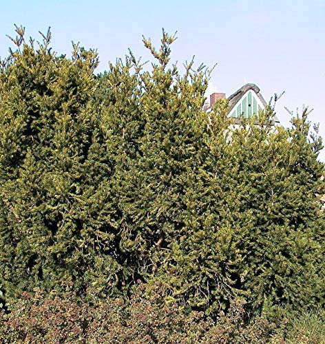 Eibe Hillii 50-60cm - Taxus media