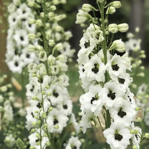 semi di delphinium - semi di perenne resistenti interni silvestri balcone esotici 50pcs