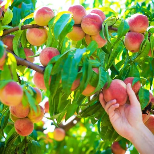 8 piezas Semillas de balcón de melocotonero - jardín resistentes al invierno para el, jardín interior nectarina resistente,