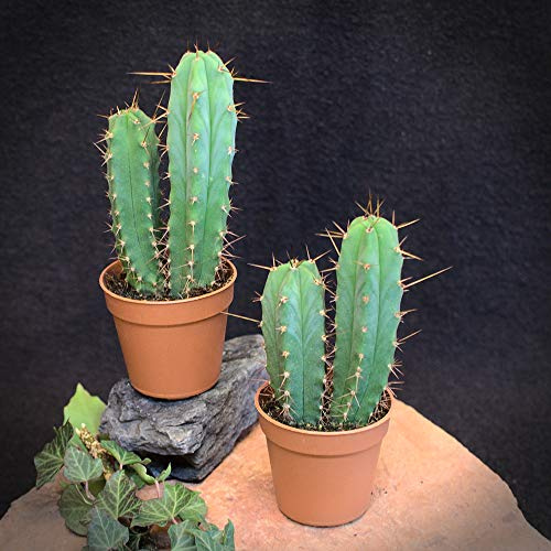 Trichocereus Brideii - Pedro boliviano de San Pedro (4 plantas jóvenes)