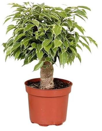 Birken-Feige – Ficus Benjamina Kinky – Zimmerpflanze Ø12cm 28cm – pflegeleichte luftreinigende Grünpflanze für Zuhause und Büro