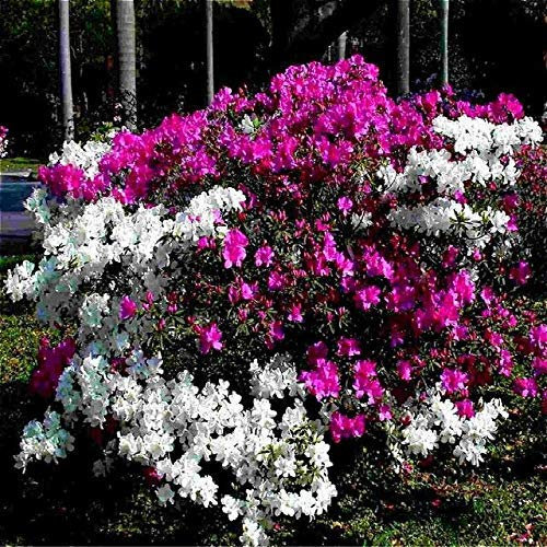 Blue : 100 Pcs/Bag Bonsai Azalea Seeds Rhododendron Flowers Plants Looks Like Sakura Japanese Cherry Blooms for Garden Flower Seeds