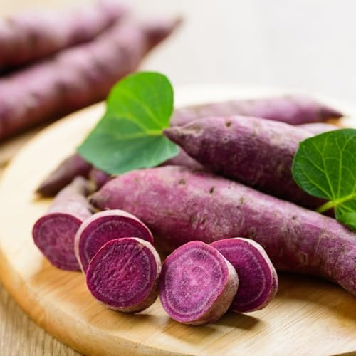 Sweet Potato Erato Violet 18 x Jumbo Plugs - Unusual Edible with Vibrant Purple Flesh, Easy to Grow, Delicious Taste - Thompson & Morgan