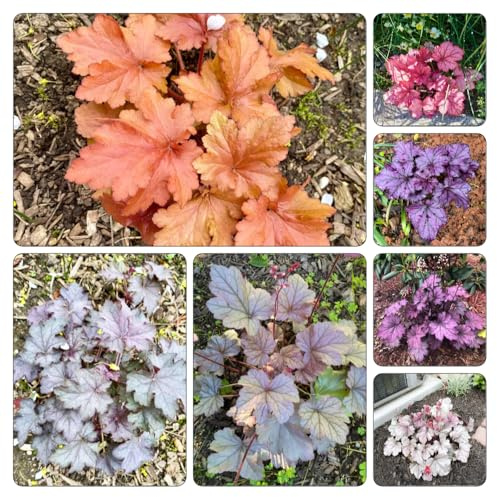 Heuchera campanilla púrpura - Cubresuelos resistente y florido de interior en extremadamente resistentes de jardín al aire libre del jardín 300semillas