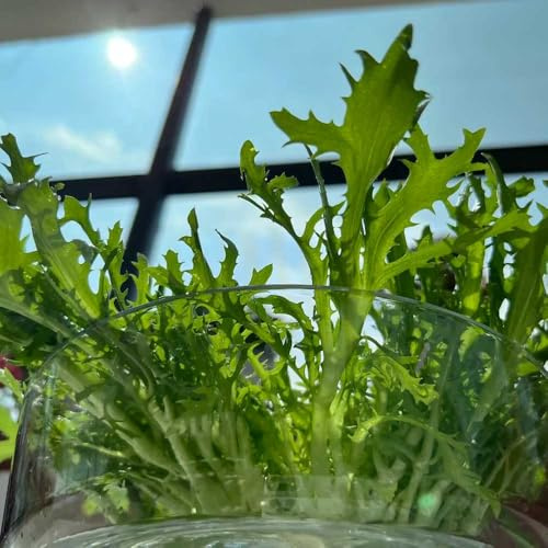 semillas de endibia balcón invernadero endivias semillas de hortalizas camas elevadas sostenibles resistentes jardines rocas verdes orgánicas exóticas 300Semillas