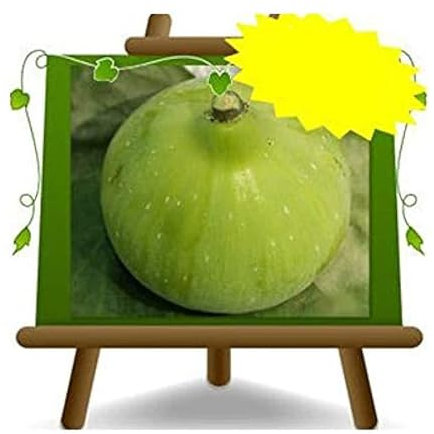 EURO PLANTS VIVAI Feigenbaum Panino – Obstpflanze Alte Sorte Topf Ø 20 cm - Höhe 150-170 cm – Alter: 2 Jahre - Italienische Baumschule