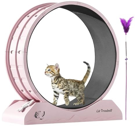 Katzenlaufrad | Fitnessgerät Für Kleine Kitten - Sicheres Indoor Laufrad Für Hauskatzen
