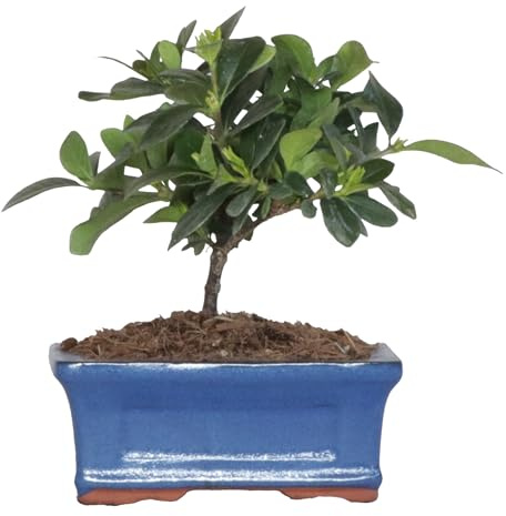 KENTIS - Gardenia Bonsai - Véritable Bonsaï à Fleurs - Vraeis Plantes d'Extérieur - Pot en Céramique Fabriqué à la Main - H 35-45 cm Pot Ø 19 cm