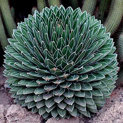 Agave Victoriae Reginae Compacta Compact Queen Victoria Agave 5 graines fraîches