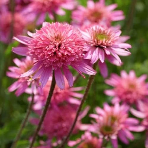 semillas de equinácea perenne resistente - decoración interior jardín exóticas 100pcs