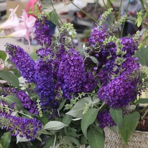 Semi di lillà farfalla, Buddleja lindleyana, campo perenni resistenti Buddleia, arbusti da resistenti, giardino Le perenni 20pcs