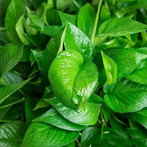 Epipremnum aureum - Pothos ufficio balcone resistenti giardino balcone rialzato letto selvatiche ornamentali semi di 350pcs