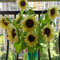 semillas de girasol perennes resistentes - plantas flores jardín Decoración del balcón la sala estar 500pcs