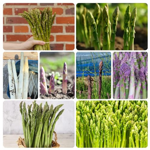 semi di asparagi biologici - vecchie varietà giardino 1000pcs