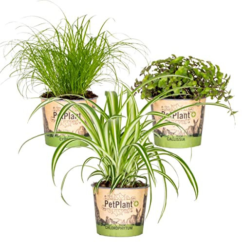 3x Haustierfreundliche Mischung - Cyperus - Chlorophytum - Callisia - Zimmerpflanze – ⌀12 cm - 15-25 cm