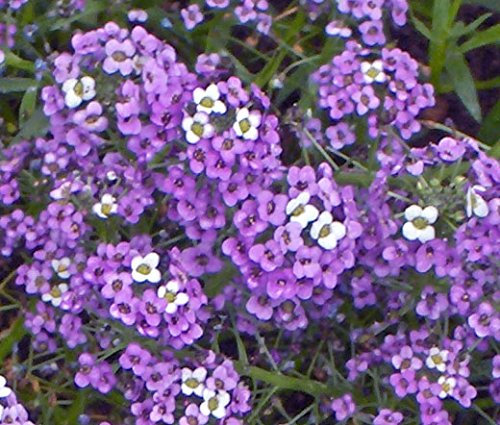 200 semi - Alisso-Viola regina