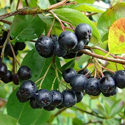Vivai le Georgiche - Pianta vera di Aronia x prunifolia Viking - vaso Ø 17 cm