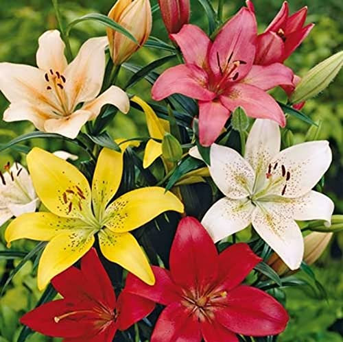 10 X Lilium Mix - Gigli Misti Profumati - Bulbi Di Alta Qualità (10)
