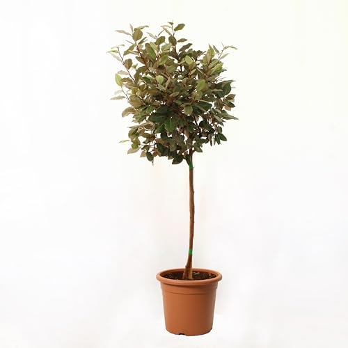KENTIS - Eleagnus Ebbingei Compacta - Vraie Plante d'Extérieur - Plantes de Jardin de Balcon Persistantes - H 90-100 cm Pot Ø 21 cm 1/4 de Tige
