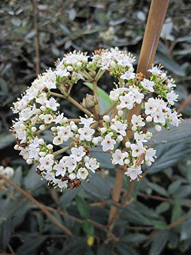 Viburnum Pragense - Prager Schneeball Größe 60-80 cm