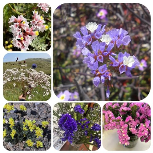 semillas de lavanda marina orgánicas - balcón resistentes 300pcs