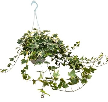 I GIARDINI DI GIULIA - Hedera Variegata Helix, PIANTA VERA in Vaso Basket da 17 cm con Gancio - Piante Pendenti, Lunghezza Rami 60-65 cm