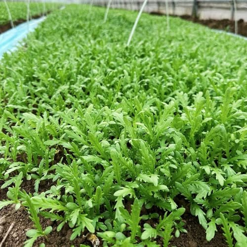 semillas comestibles de crisantemo - crisantemo coronario - invierno, resistentes para jardín, Compre invierno orgánicas 1000pcs