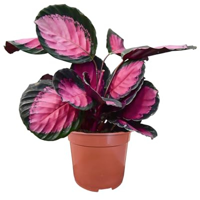 Green Me Up Calathea Rose Crimson - rosa Blattmuster - katzenfreundliche Zimmerpflanze - Topf Ø13-15 cm, Höhe 25-30 cm - 2X pro Woche gießen - Heller bis schattiger Standort