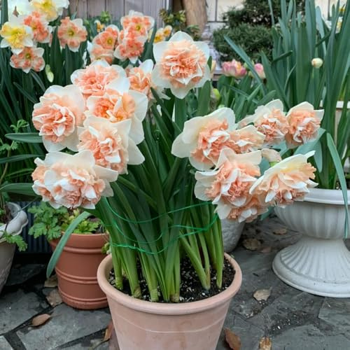 10Bulbi di narcisi resistenti, balconi perenne, giardino, precoce