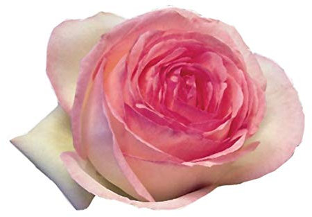 Pierre de Ronsard®,(o Eden Rose®) rosa in vaso di Rose Barni®, pianta rampicante rifiorente a grandi fiori, h.raggiunta 3.5 metri, pianta resistente alle malattie, leggermente profumata, cod.15071
