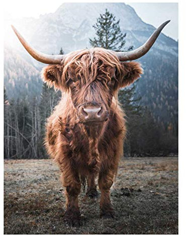 Möbel Jack Keilrahmenbild Wandbild Dekobild Kunstdruck auf Leinwand | Mehrfarbig | Büffel | 46x61 cm