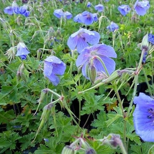 6x Géranium vivace de l'Himalaya - Geranium himalayense - Godet 9x9cm