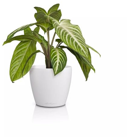 Lechuza - Vaso da tavolo Classico Color 14 Deco bianco, superficie opaca, Ø 15 x 13,5 cm, 16681