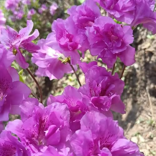 semillas de rododendro, azalea resistente, orgánicas balcón, perennes 50pcs
