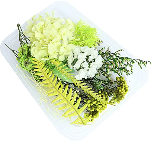 WEIWUXIAN Flor Seca Natural, 1 Caja Flores Secas, Artesanía Floral, Hojas Pétalos Flores Hechos Mano, para Resina, Álbum Recortes, Vela Bricolaje, Fabricación Artesanías Colgantes Joyería, Verde