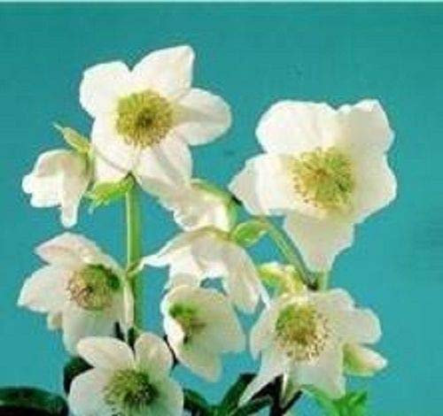 Portal Cool Helleborus - Niger - 15 Semi