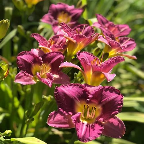 Taglilien, Hemerocallis fulva, stauden winterhart mehrjährig blumensamen bienenfreundlich garten alte sorten blumenwiese schmetterlingswiese 450Samen
