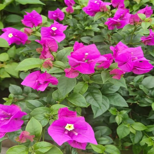 bougainvillea kletterpflanzen blumensamen mehrjährig winterhart balkongewächshäuser balkonpflanze hochbeet balkon hängepflanzen blumengarten winterharte stauden exotische 1500samen