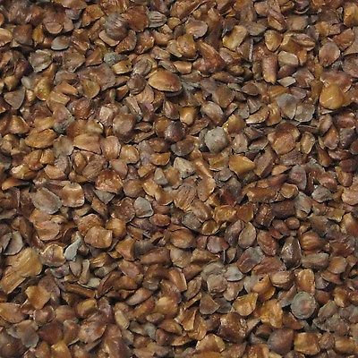100 Monterey Cypress Bonsai Seed Confezione Cupressus macrocarpa