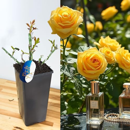 Yellow Sunshine Perfume Rose Live Bush Plant in 2L Pot Hybrid Tea Fragrant Large Bloom Flowering Shrub Perennial Outdoor Garden Patio Border Container