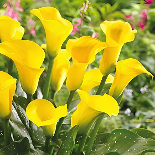 Votaniki Gold Rush Calla Lily Bulbs - Long Lasting Blooms, Perennial Calla Lily, Vibrant Yellow Flowers for Garden - Easy to Grow and Low Maintenance (4 Pack)