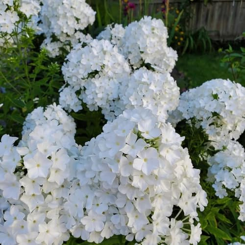 Phlox de alfombra - flox subulata semillas de prados silvestres jardín rocas semillas decoración trepadora reales 400pcs