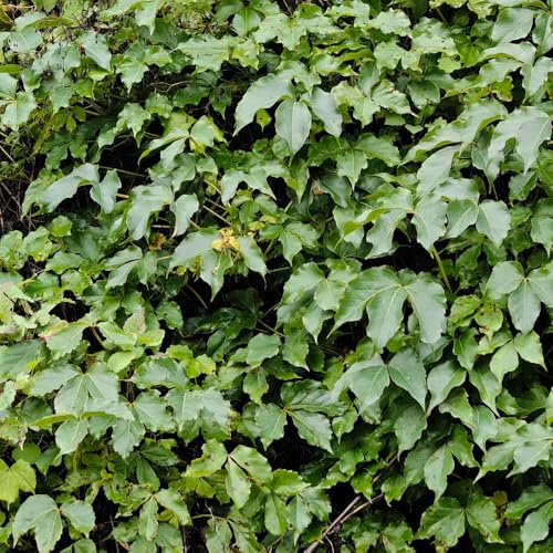 vite vergine - parthenocissus tricuspidata interno per zone giardini 70semi