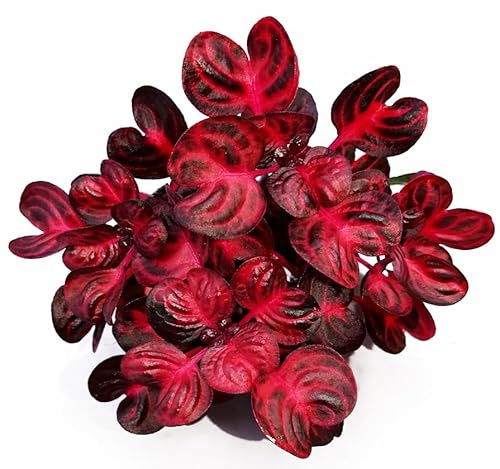 POWERS TO FLOWERS - IRESINE ROSSA, 2 PIANTE, VASO 9 CM DIAMETRO, piante vere