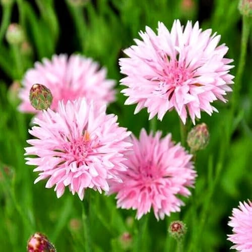 Cornflower dwarf pink Tom Pouce 100 seeds + Plant tag + Freebie - Centaurea cyanus