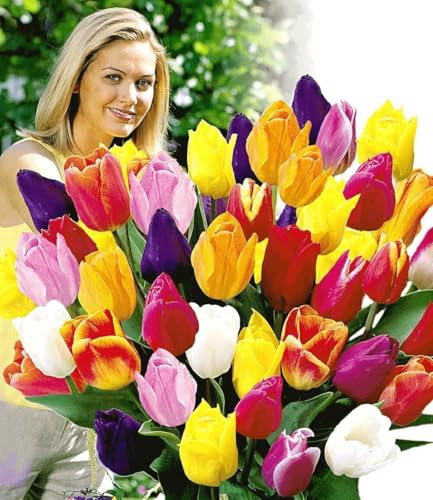 BALDUR Garten 30er Schnitt-Tulpen-Mischung, Zwiebeln mit Umfang 10-11 cm