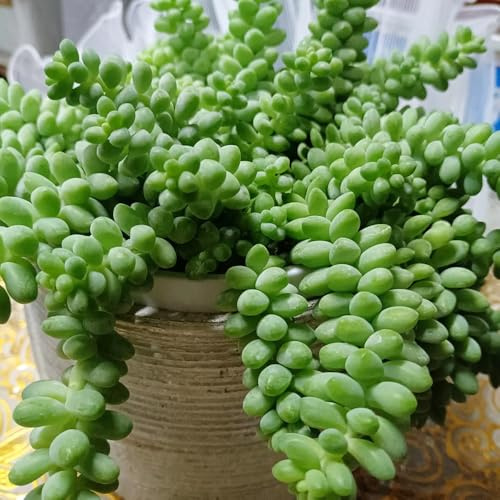 Comprar semillas de suculentas, embellecer el balcón perennes de cobertura del suelo con para jardín rocas 10pcs